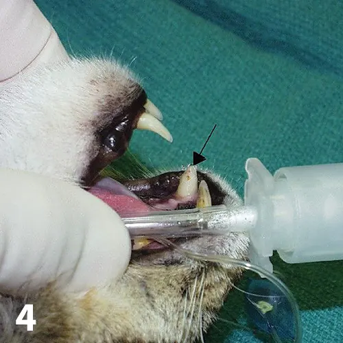 Intraoral image of intubated cat with arrow pointing to tip of broken right maxillary canine tooth.