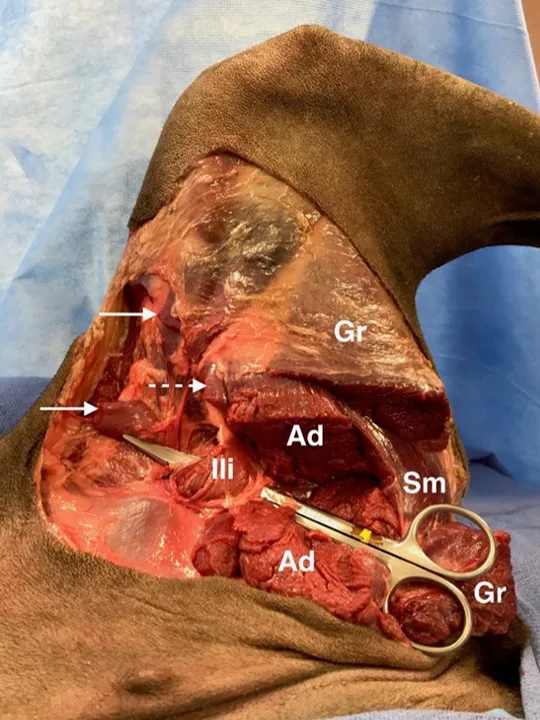 Intraoperative image of medial canine pelvic limb with transected muscle bellies labeled.