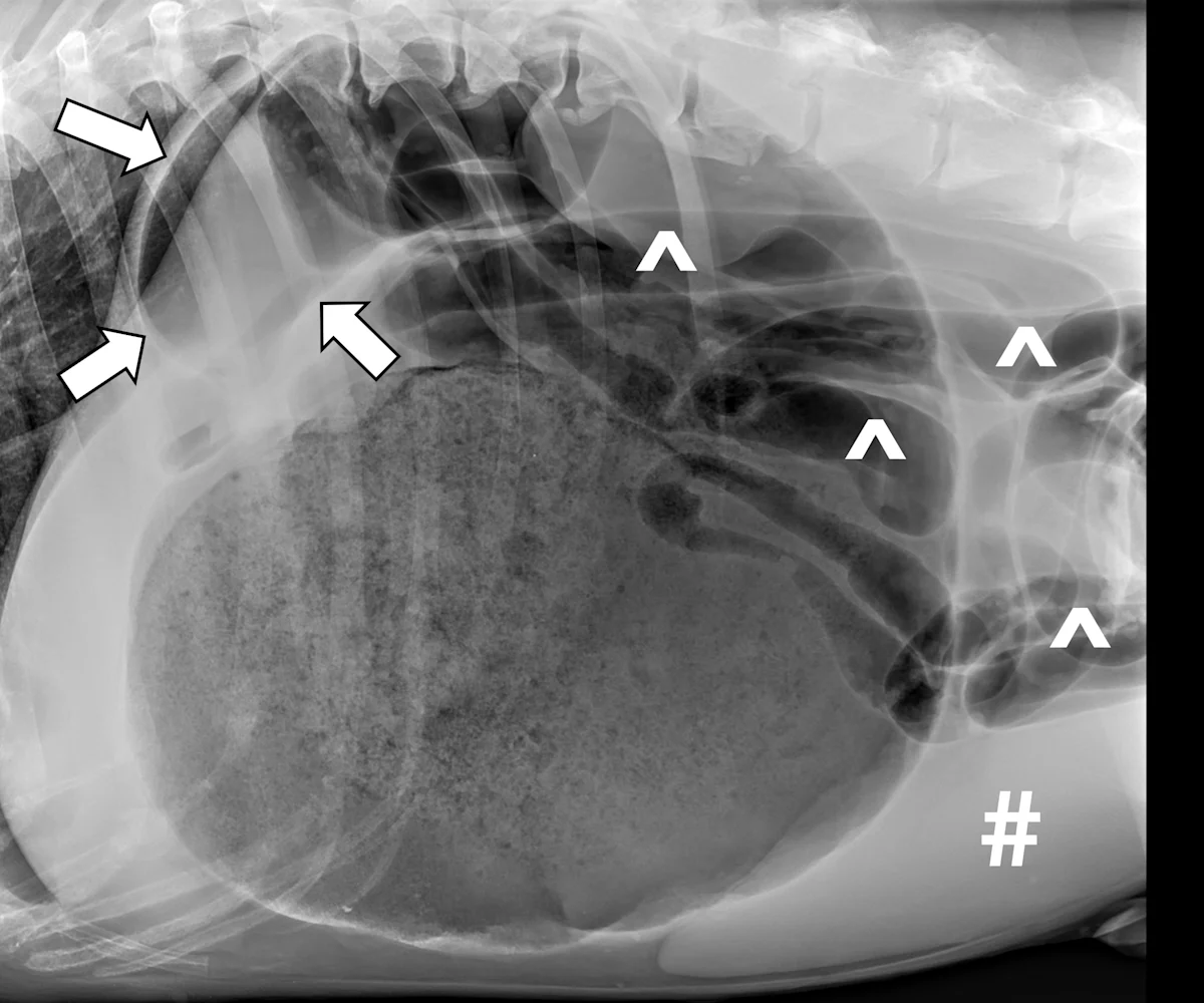 selected slide image