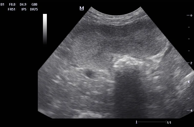 Ultrasound image of a normal canine prostate.
