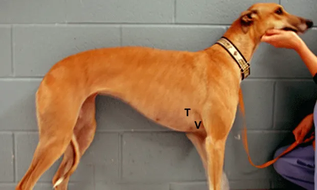 Right side view of a standing adult greyhound with the letter V  overlying the axilla with the letter T located slightly above and behind it. 