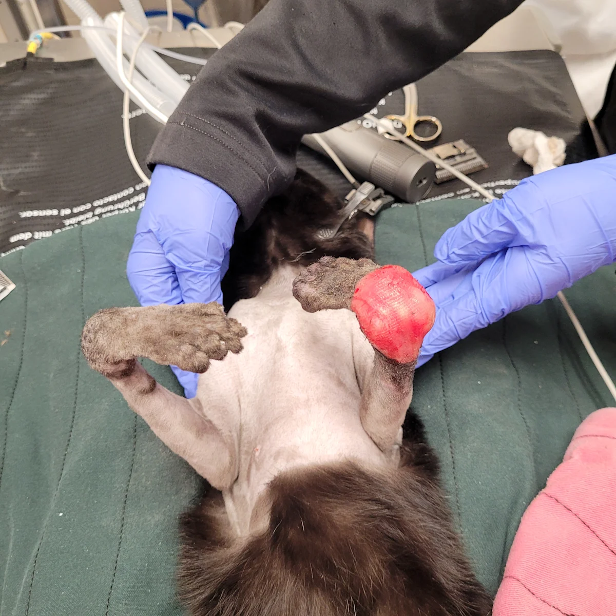 A cat with a shaved thoracic region and front limbs is lying dorsally, exposing a large left carpal wound. Right: a radiograph of the patient’s left forelimb showing a hyperflexed carpus. 