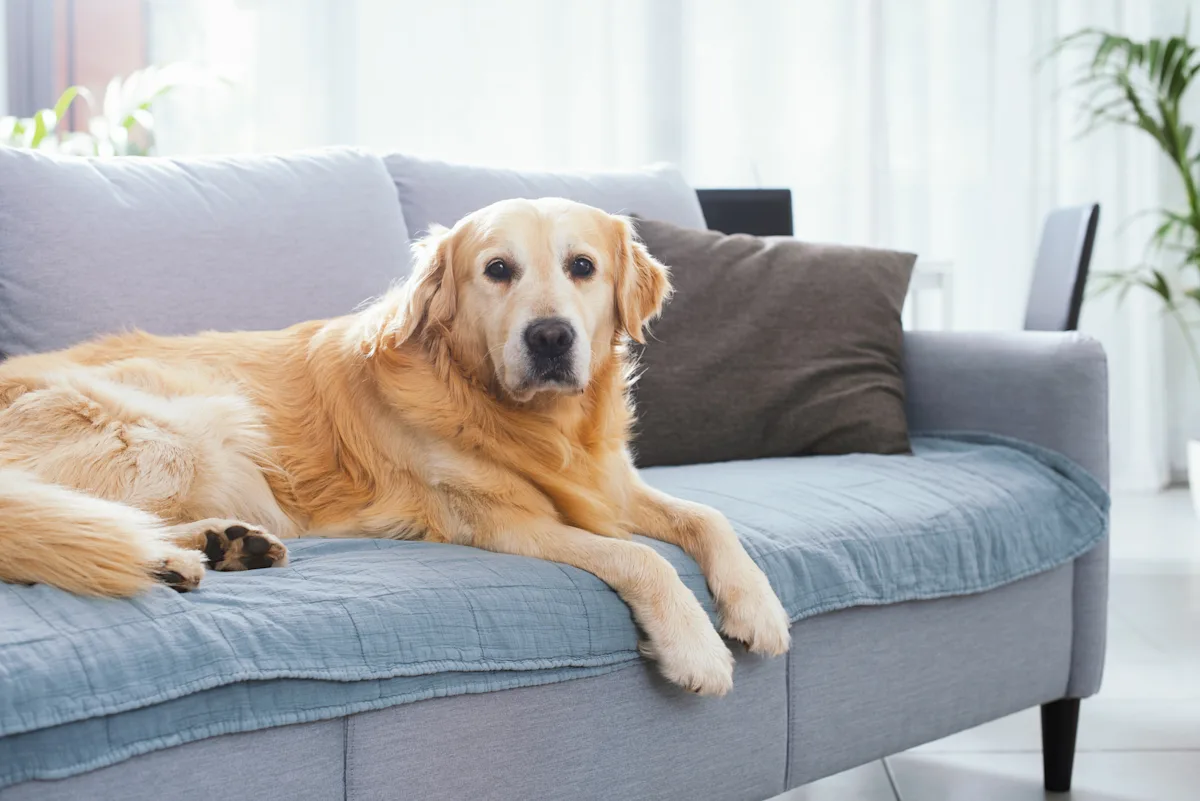 A golden retriever lies comfortably on a light blue sofa in a bright, airy living room, with natural light streaming through large windows. The dog appears relaxed, with its head resting on the couch, showcasing a healthy coat and attentive expression.