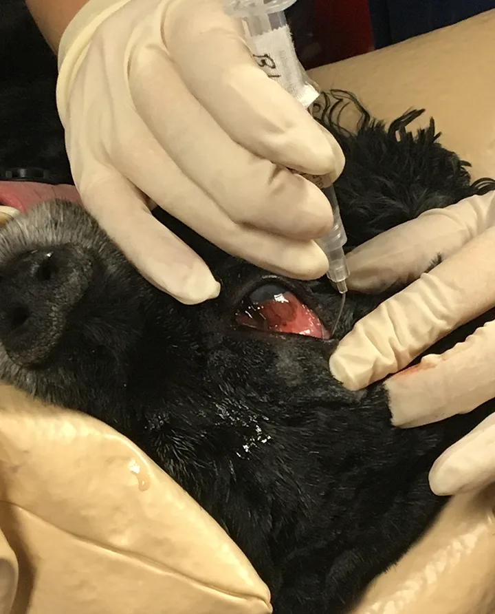 Gloved hands holding dog’s eyelids open while  squirting clear liquid from a syringe onto dorsolateral aspect of eye.