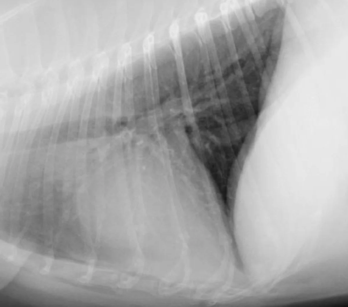 Inspiratory and expiratory lateral thoracic X-rays demonstrating how appearance changes with inspiration.