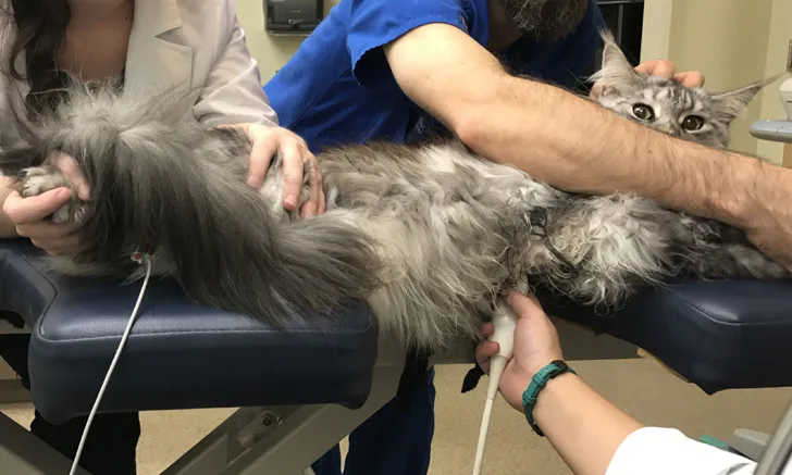 A cat in left lateral recumbency while a person holds an ultrasound probe against the left side of the chest.