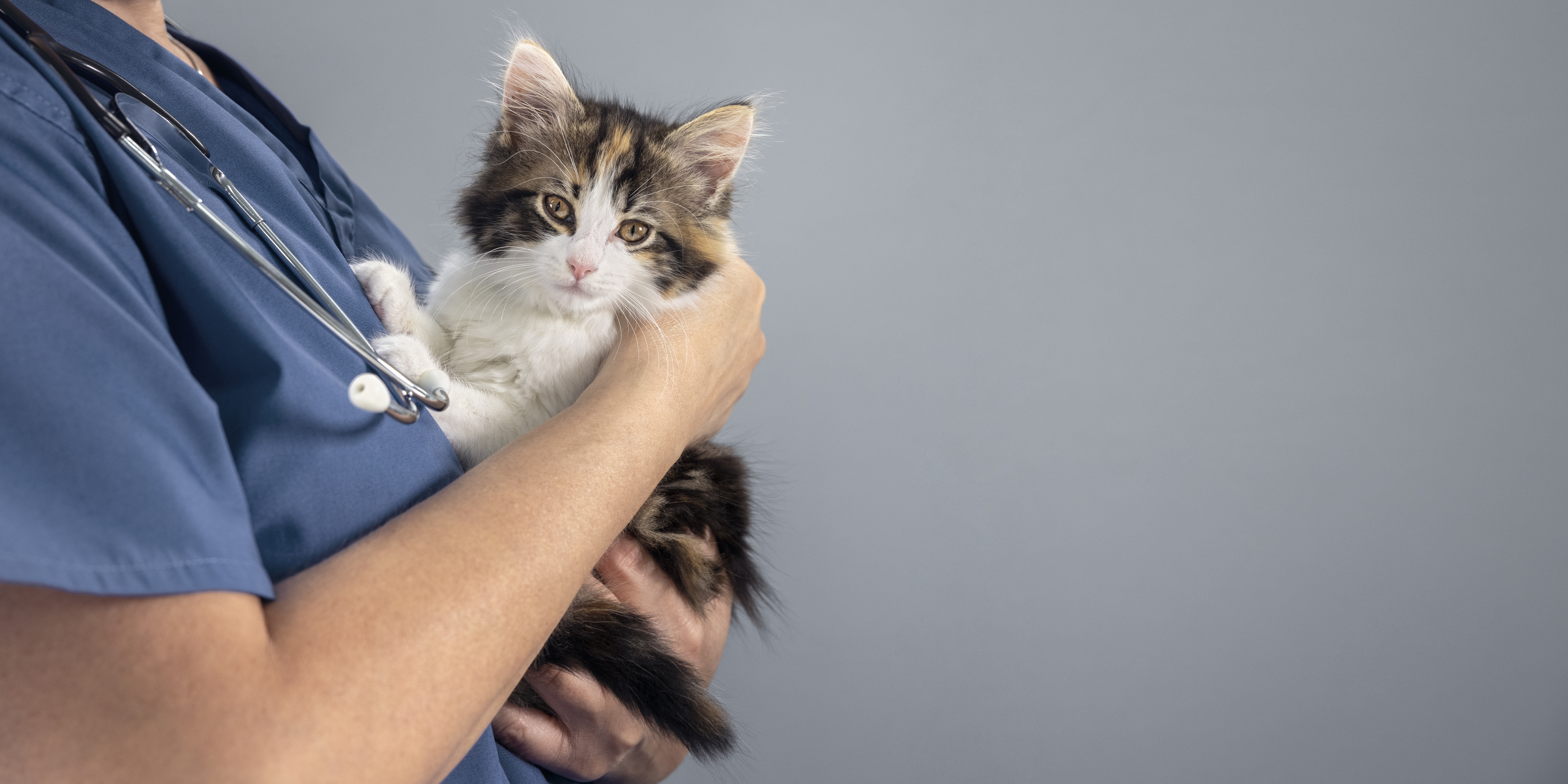 Your Go-To Resource for Veterinary Essentials & Insights