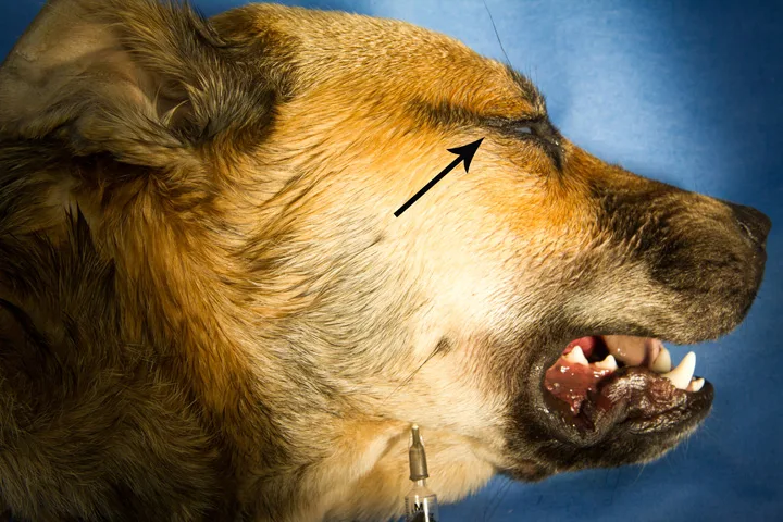 A right lateral view of a canine head with an arrow pointing to the right lateral canthus and a needle inserted dorsally near the ventral notch in the caudal right mandible.