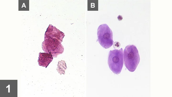 selected slide image