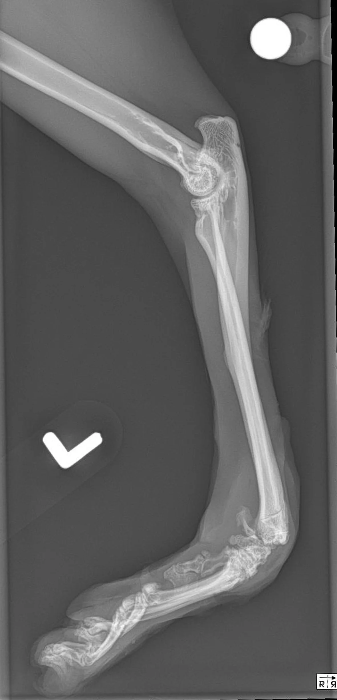 A cat with a shaved thoracic region and front limbs is lying dorsally, exposing a large left carpal wound. Right: a radiograph of the patient’s left forelimb showing a hyperflexed carpus. 