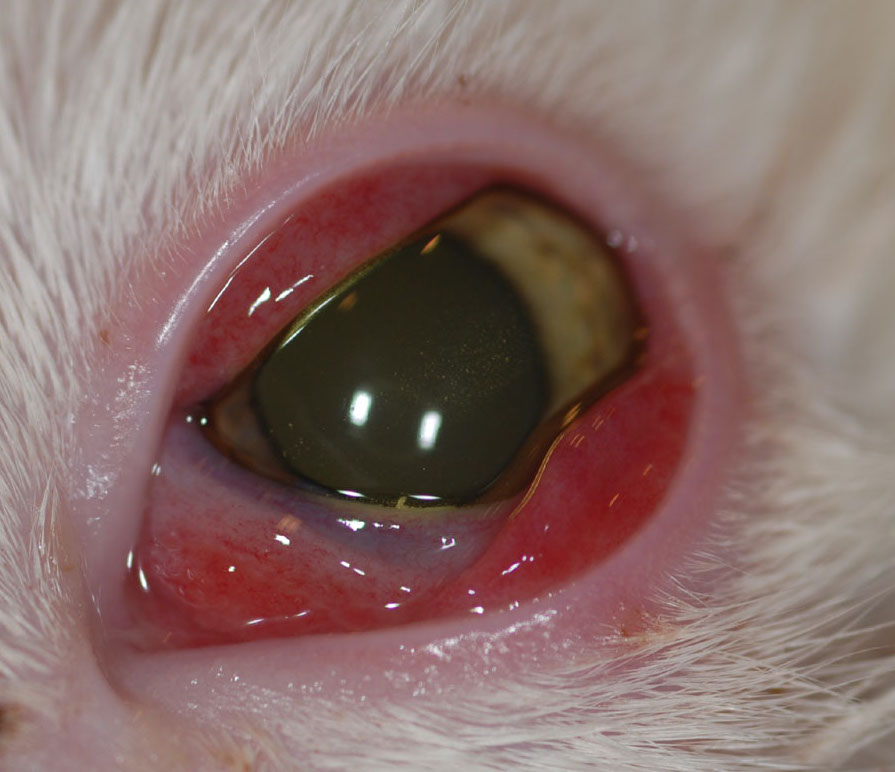 Flurbiprofen eye drops outlet for cats