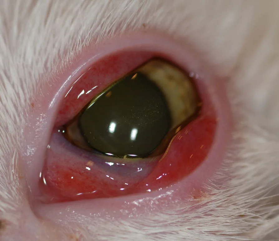 A cat’s eye with hyperemic conjunctival swelling and hyperemic prolapsed nictitans.
