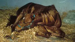 A horse is lying sternally in a stall with its nose pointed toward its flank.