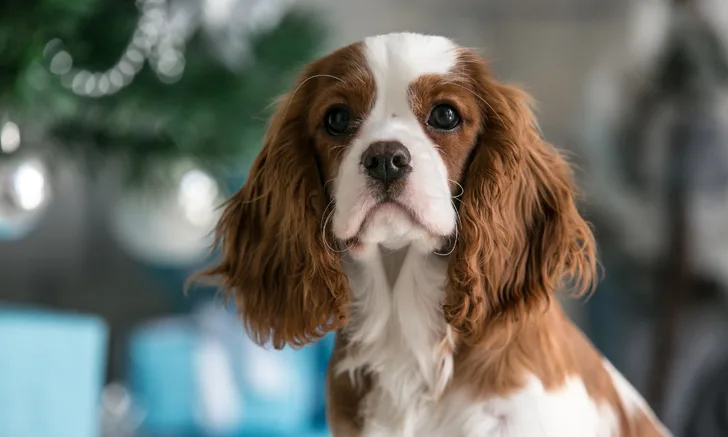 A King Charles spaniel looking into the camera.