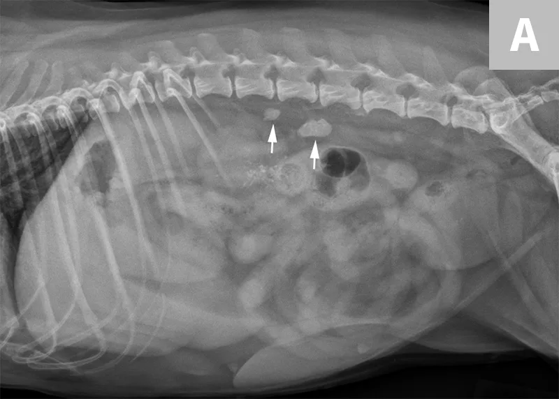 selected slide image