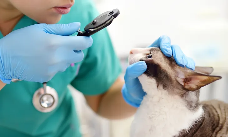 Person with gloved hands holding head of a cat while examining eyes with an ophthalmoscope.