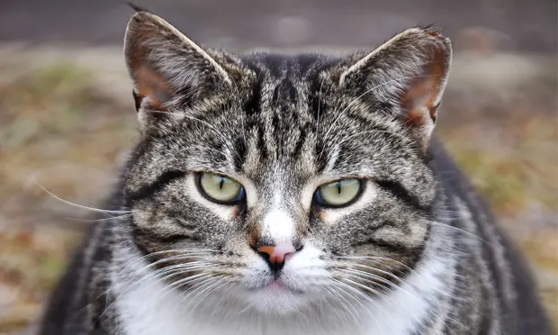A close-up of a tabby cat with distinctive stripes and a white patch on its chin, displaying bright green eyes and a focused expression. The background is softly blurred, suggesting an outdoor setting with natural light.