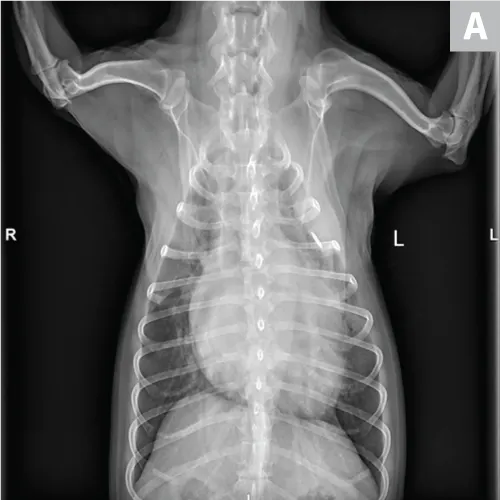 selected slide image