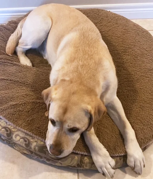 Overhead view of a relaxed dog laying on a dog bed.