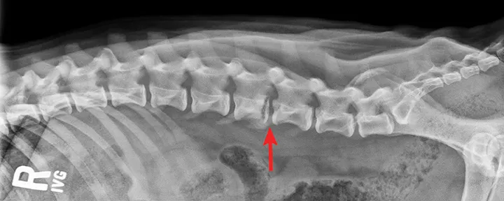 Lateral lumbar spine x-ray of a dog with arrow pointing to abnormal findings.