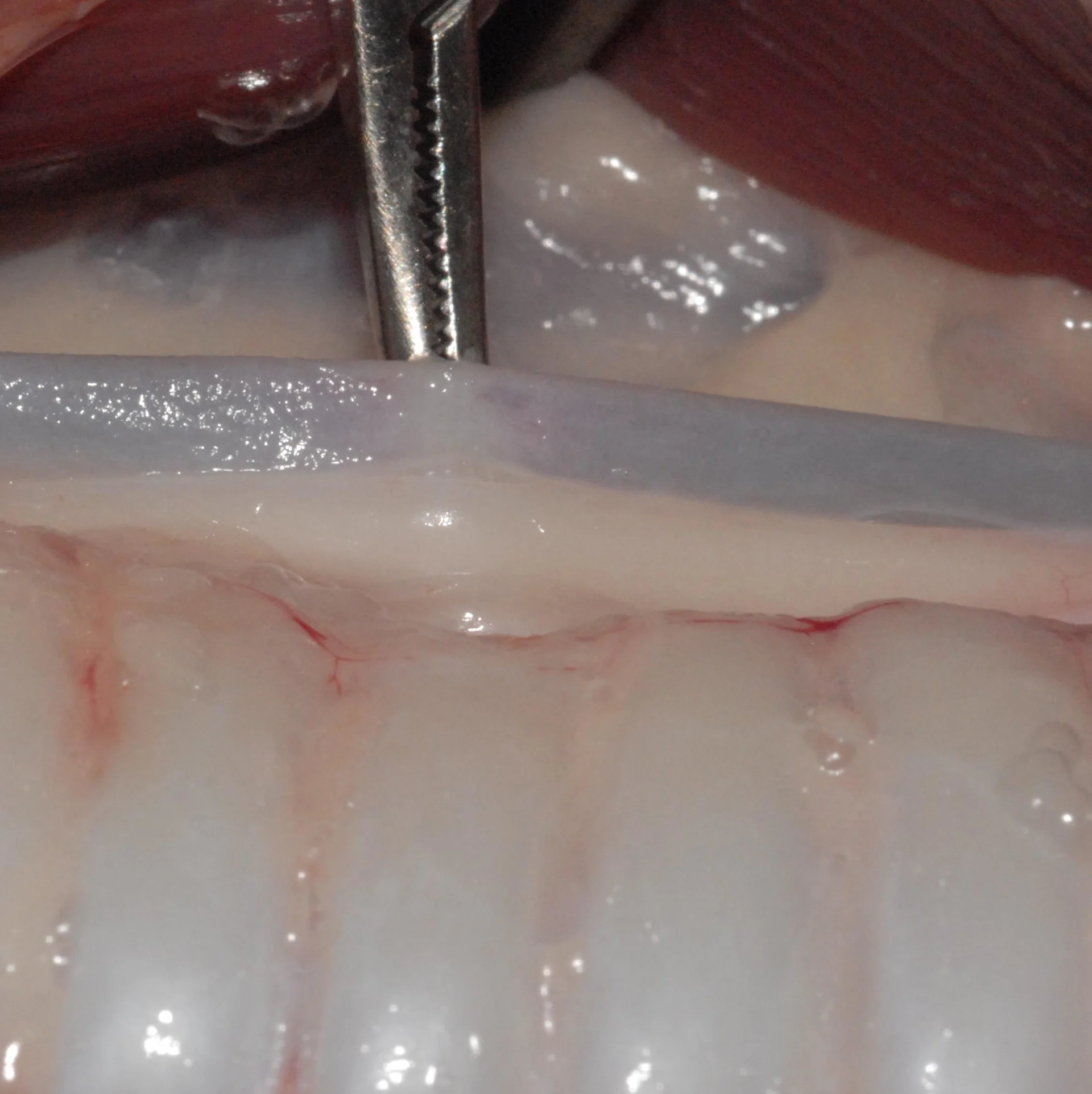 selected slide image