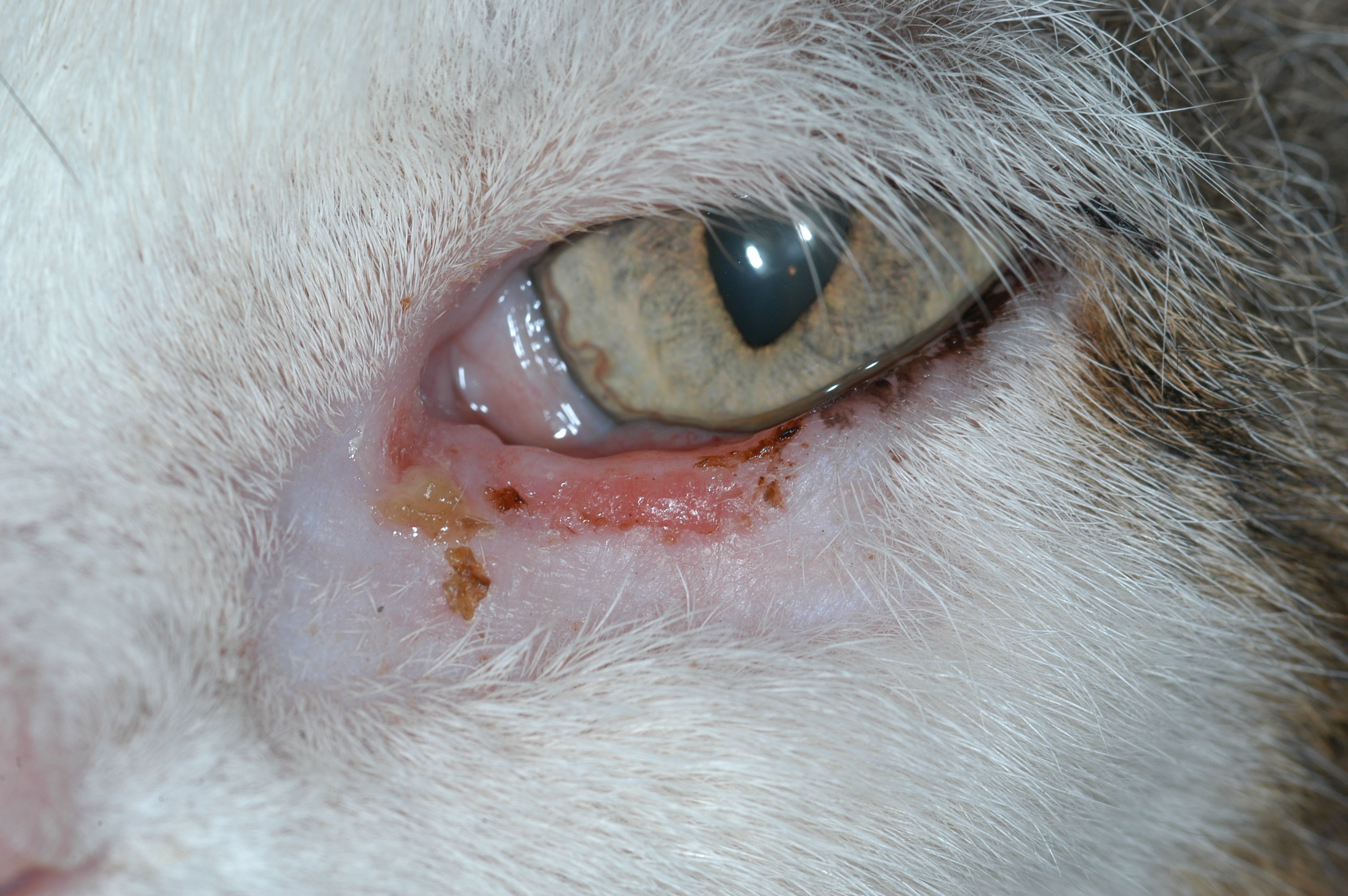 Blepharitis in cats treatment hotsell