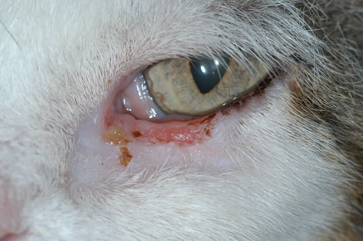 Feline patients illustrating the appearance of squamous cell carcinoma lesions of the eyelid. 