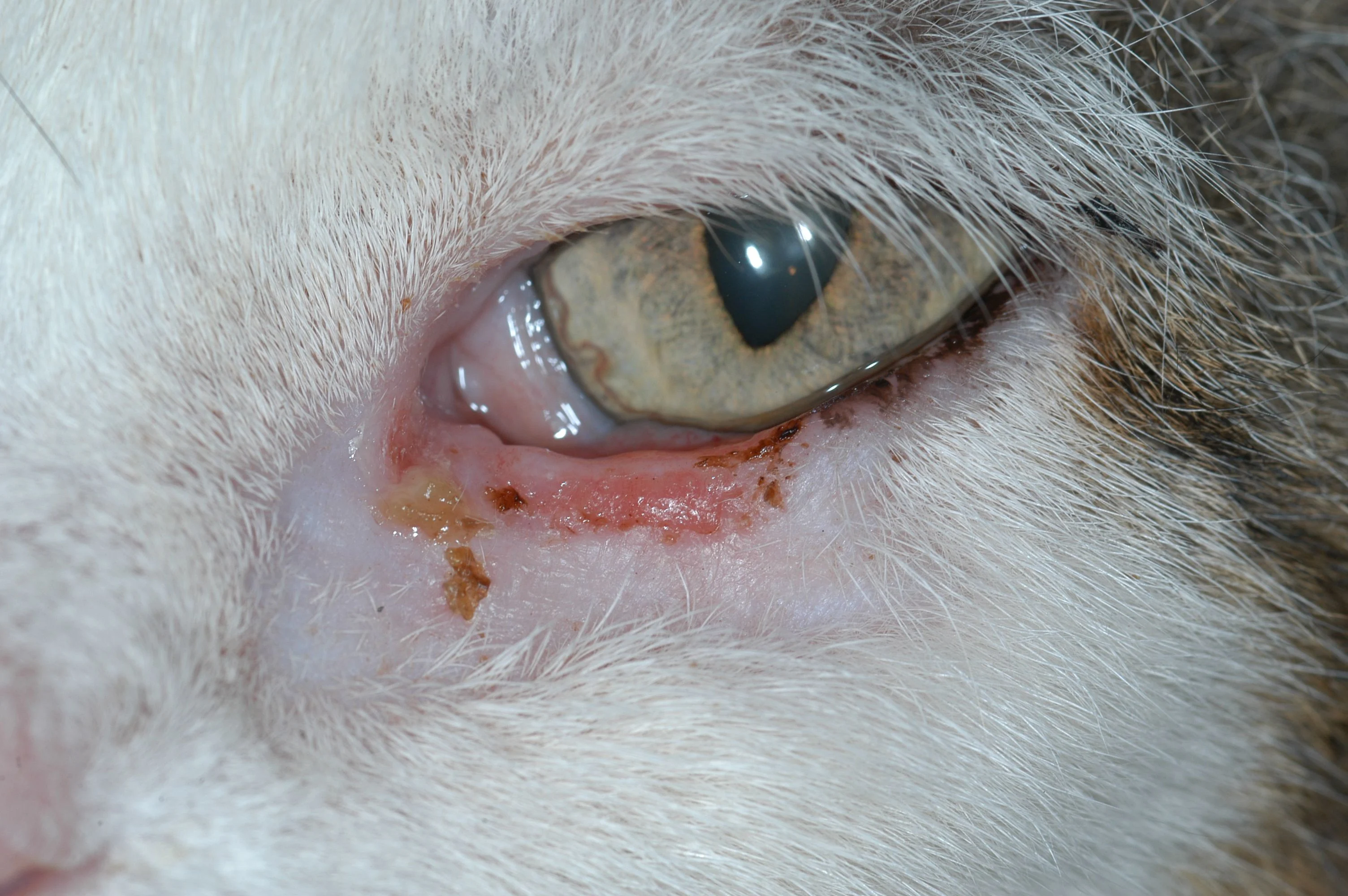 Feline patients illustrating the appearance of squamous cell carcinoma lesions of the eyelid.