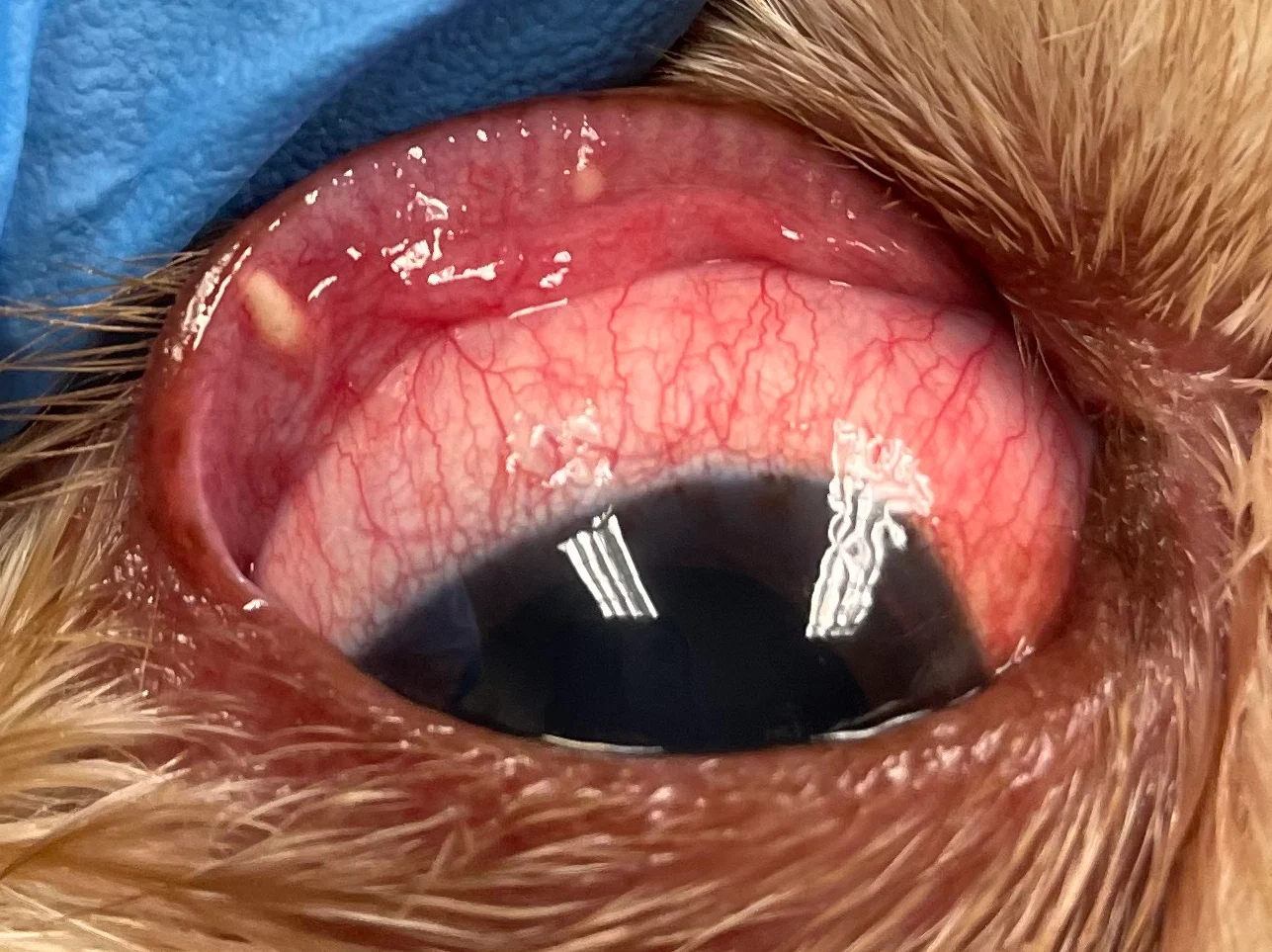 A close-up of a canine patient’s everted eyelid.