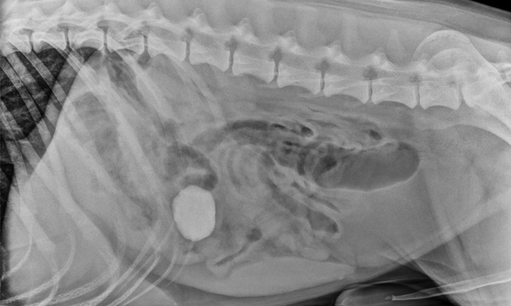 Images: Foreign Body Ingestion in a Cat