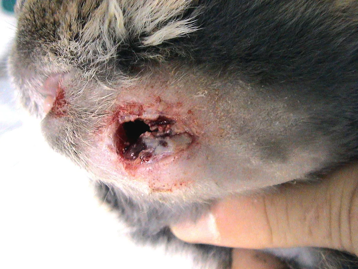 selected slide image