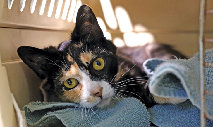 Image showcasing Top 5 Aids to Calm Anxious Veterinary Patients
