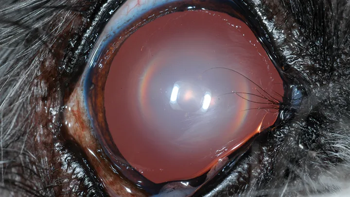 Hazy lens of dog’s eye with peripheral halo of yellow and red light along edge of lens.