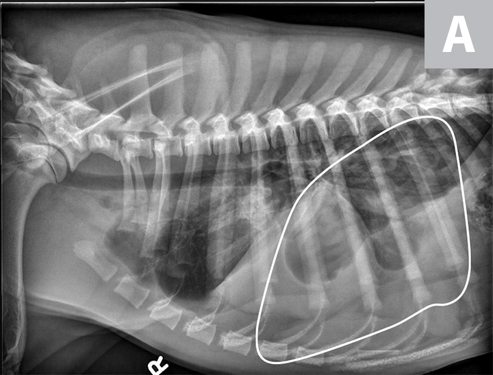 Vehicular Trauma | Clinician's Brief