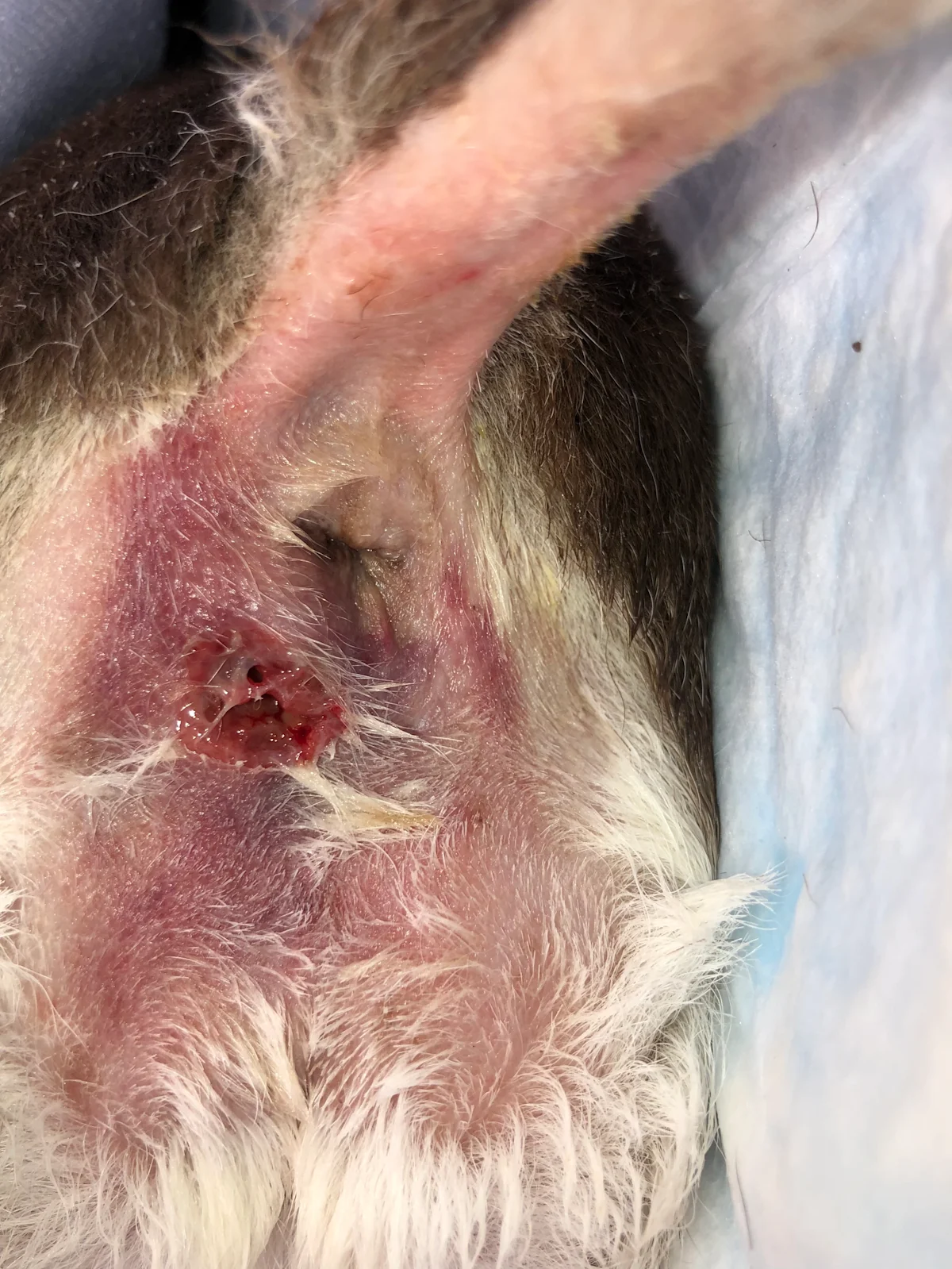 Shaved back end of dog with moist red ulcerated lesion and large area of purple discoloration near anus.