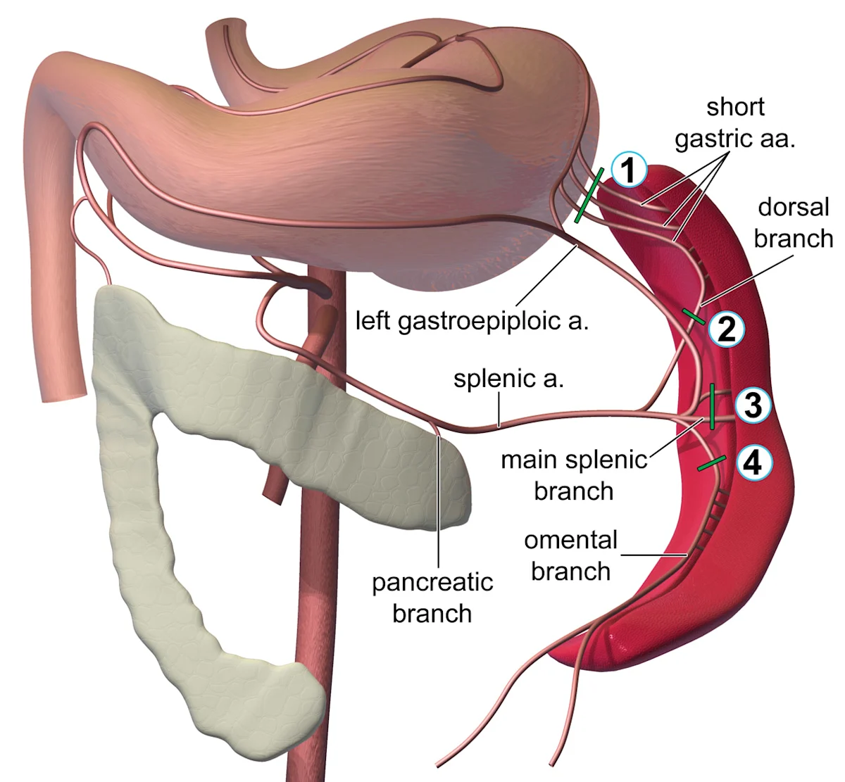 A diagram of the blood supply between the stomach, pancreas, and spleen.