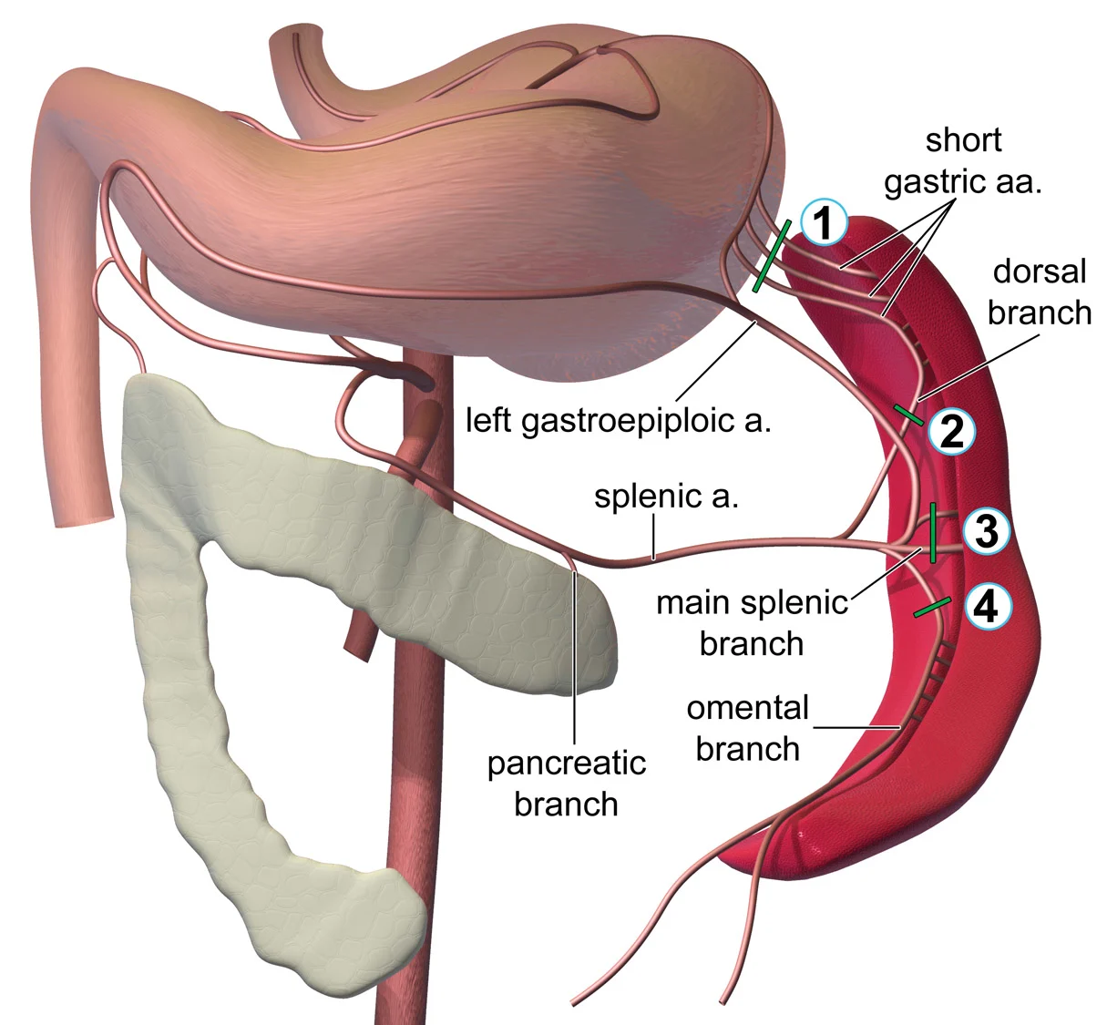 A diagram of the blood supply between the stomach, pancreas, and spleen.