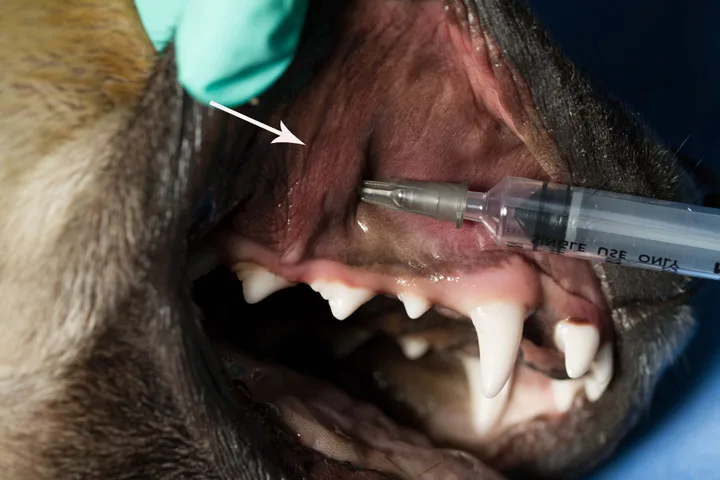 A right lateral view of a canine oral cavity with the lips retracted and a needle inserted caudally into the infraorbital foramen. 