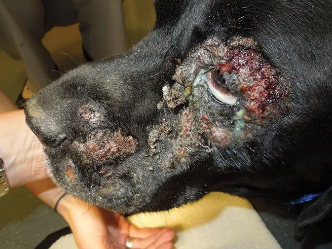 Clinical Brief | Bacterial Pyoderma Patient Pearls