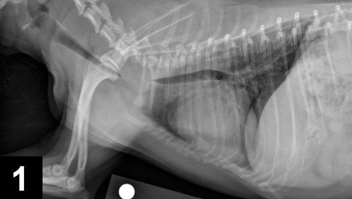 Treatment for shop dog collapsed trachea