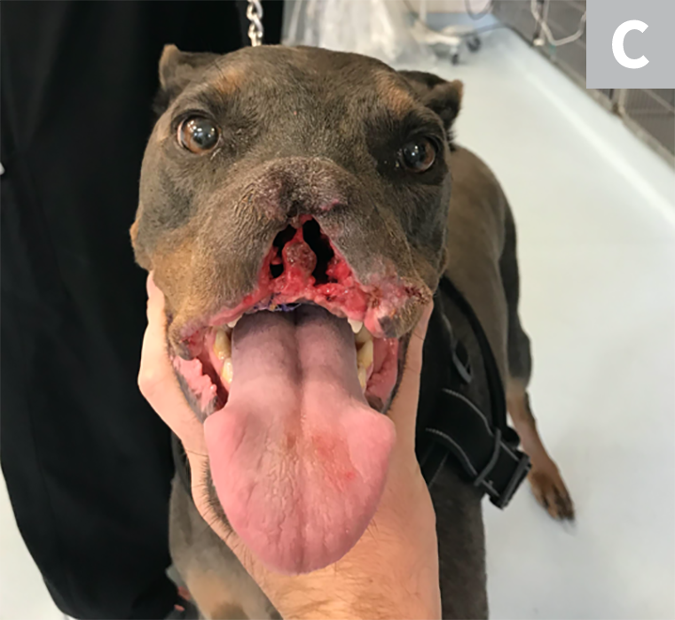Dog Mouth Tumor Removal