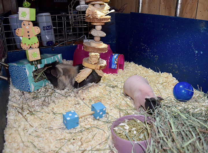 Guinea pig 2024 pool cage