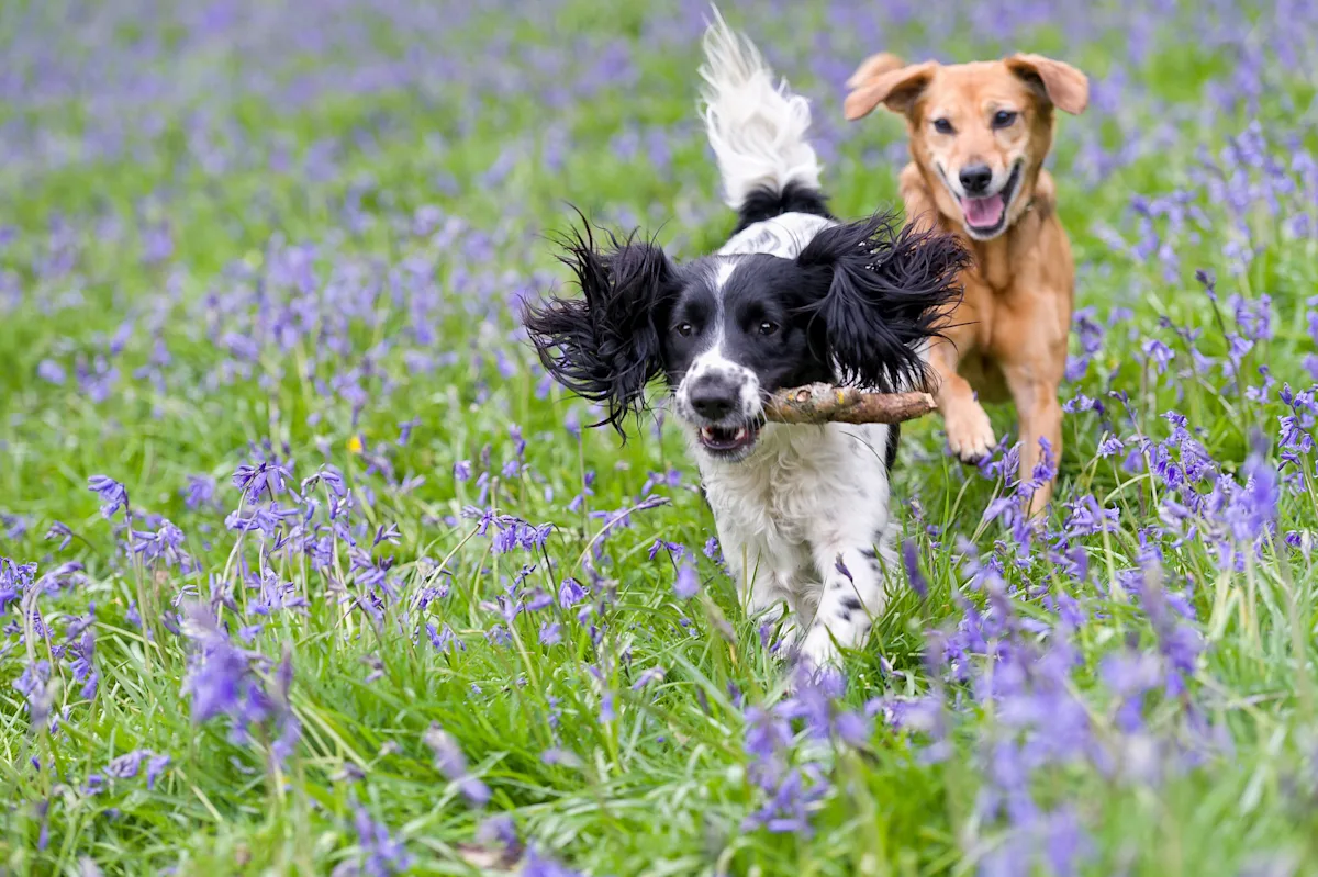 Two dogs are running through a field of bluebells, with a black and white spaniel carrying a stick in its mouth and a golden retriever following closely behind. The vibrant green grass and colorful flowers create a lively and playful outdoor setting.