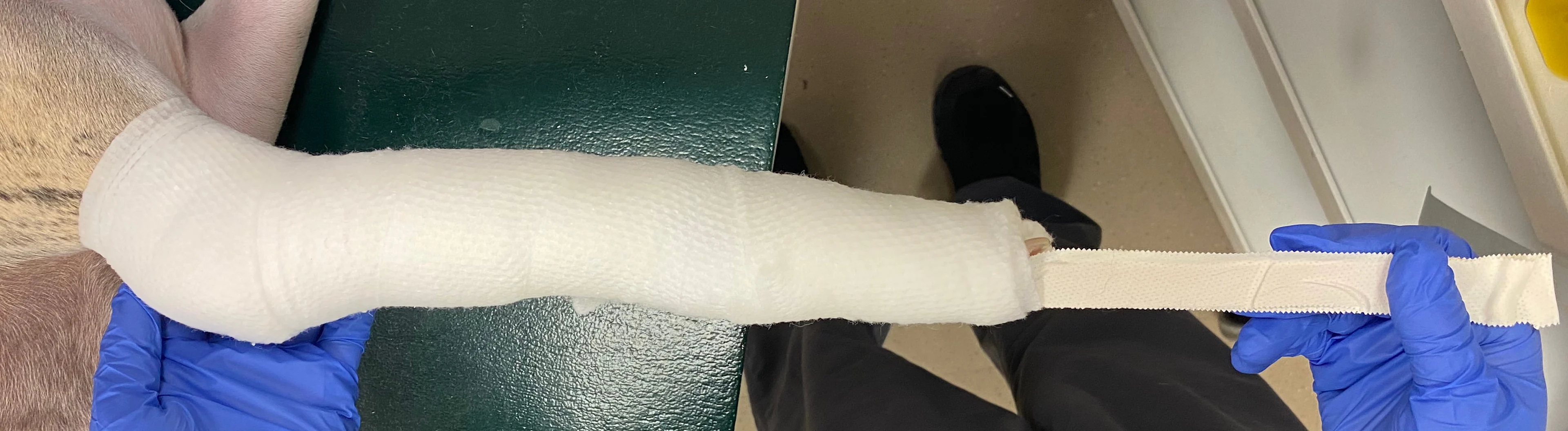 Three serial images showing proper application of cast padding to a dog’s front limb.