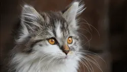 A close-up of a fluffy, gray and white cat with striking orange eyes, gazing attentively to the side. The background is softly blurred, emphasizing the cat's alert expression and well-groomed fur.