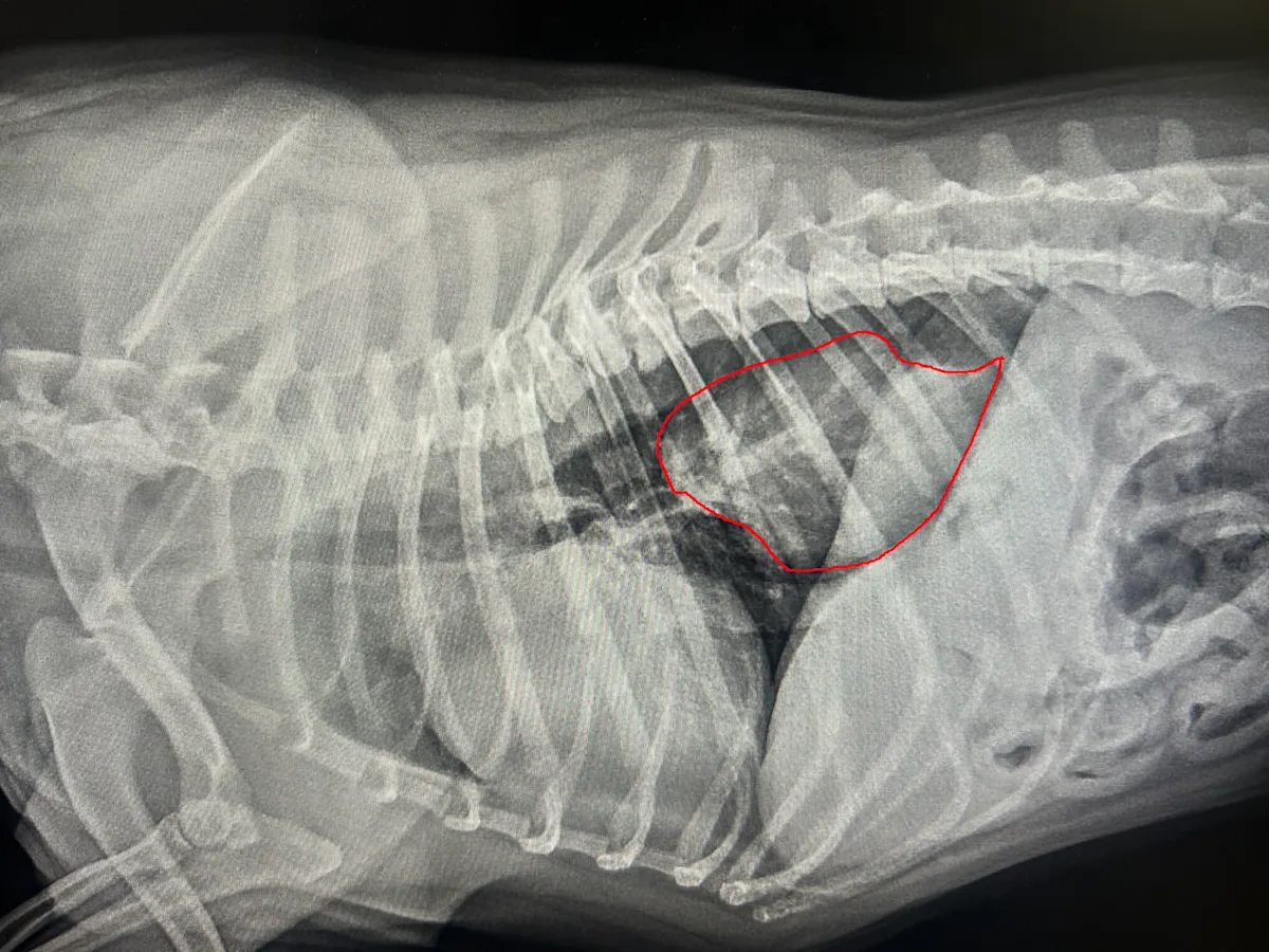 Radiograph of a hiatal hernia in a dog.