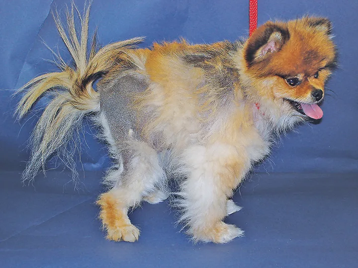 Pomeranian with large coalescing patches of alopecia and hyperpigmented skin.
