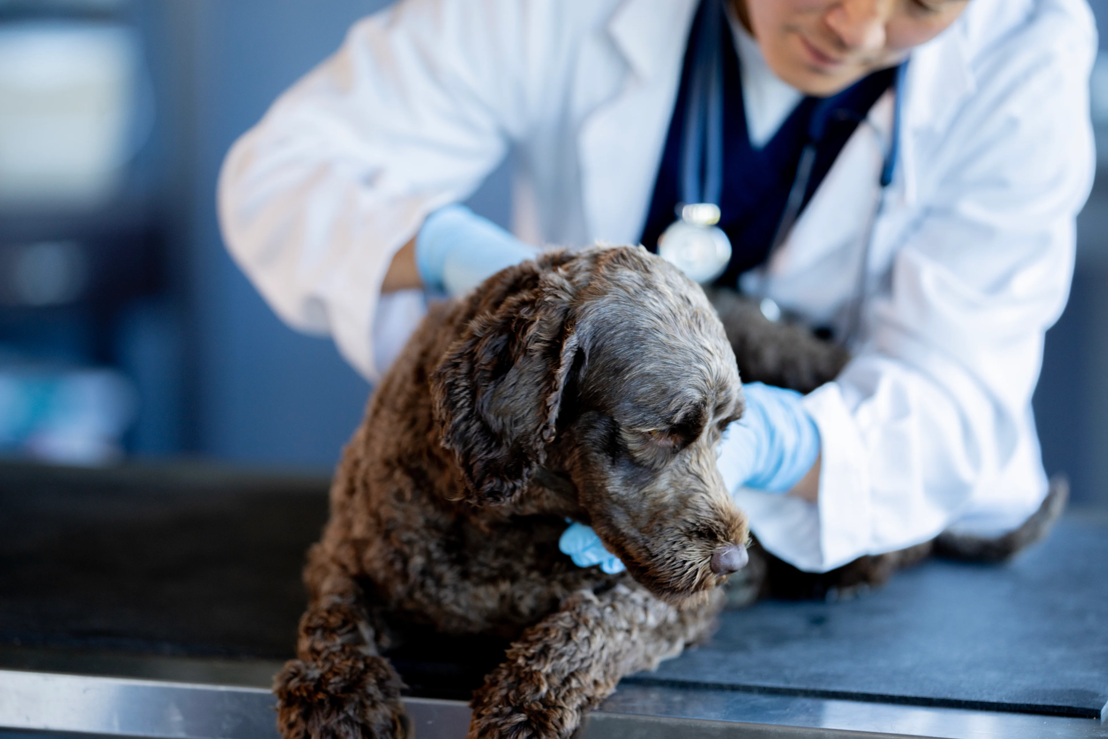 A veterinarian examining a brown dog on an exam table.
