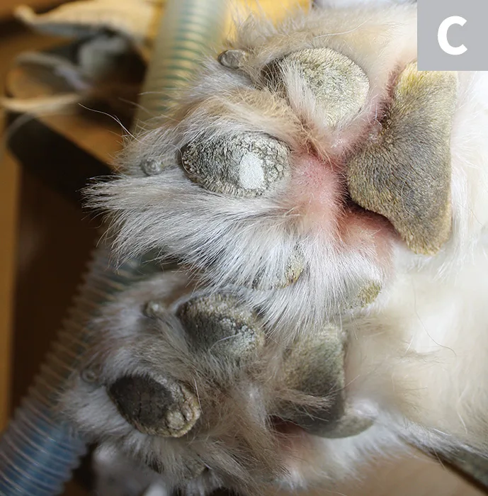 Three images showing skin changes on face, around eye, and on paw pads.