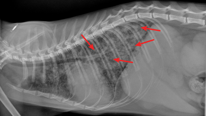 Common Pulmonary Diseases In Cats Clinician S Brief   Common Pulmonary Diseases In Cats Fig6 36201 Article    En